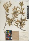Foto von Salix laevigata Bebb